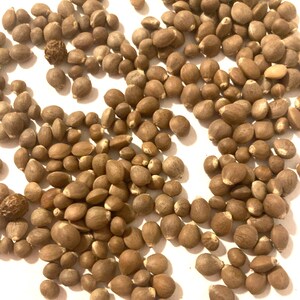 Chinese Parasol Tree Seeds (FIRMIANA SIMPLEX) - Japanese varnish tree