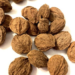 Water Hickory Tree Seeds (CARYA AQUATICA ) (Bitter Pecan)