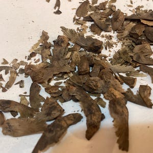 Ornatum Japanese Maple Tree Seeds (Acer Palmatum Dissectum Atropurpureum Ornatum)
