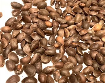 Southwestern White Pine Tree Seeds (PINUS STROBIFORMIS) - Border Pine, Chihuahua White Pine