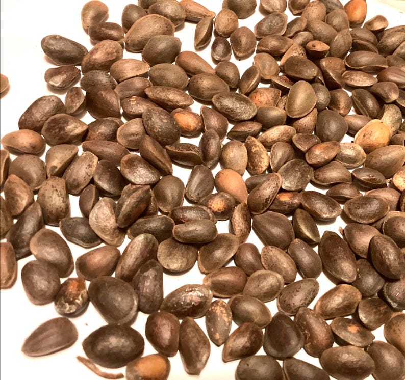 TreeSeedMan Southwestern White Pine Tree Seeds - Thumbnail 3