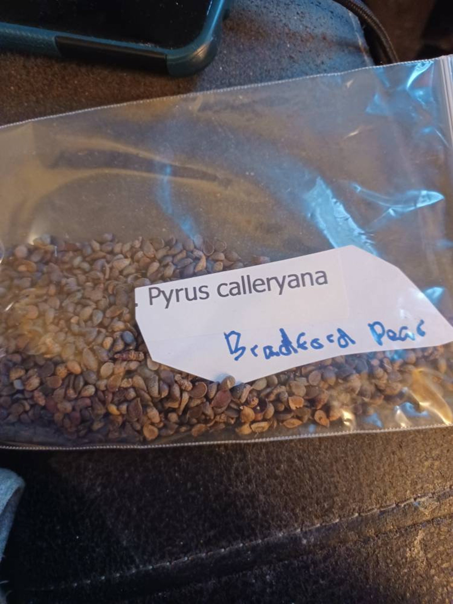 Bradford Pear Tree Seeds Etsy