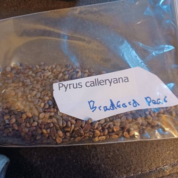 Bradford Pear Tree Seeds (PYRUS CALLERYANA) (Callery Pear)