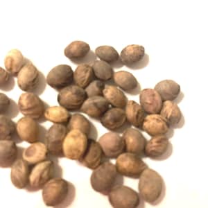 Higan Cherry Tree Seeds (PRUNUS SUBHIRTELLA) (Spring Cherry)