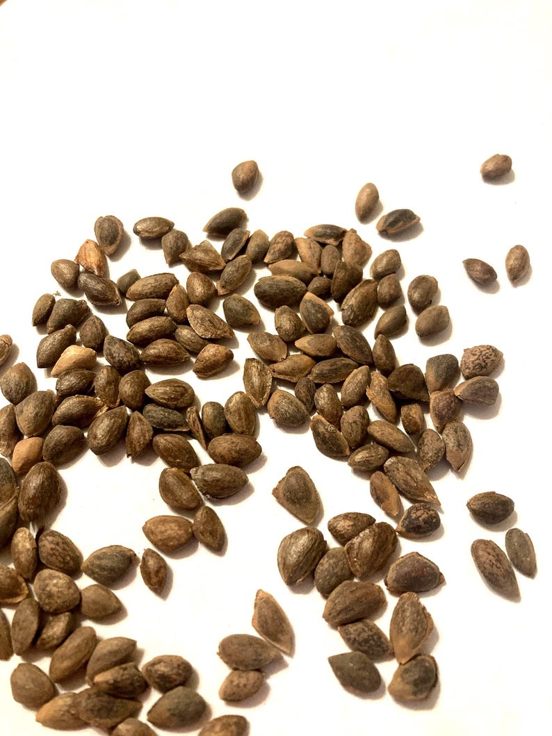 TreeSeedMan Mexican White Pine Tree Seeds