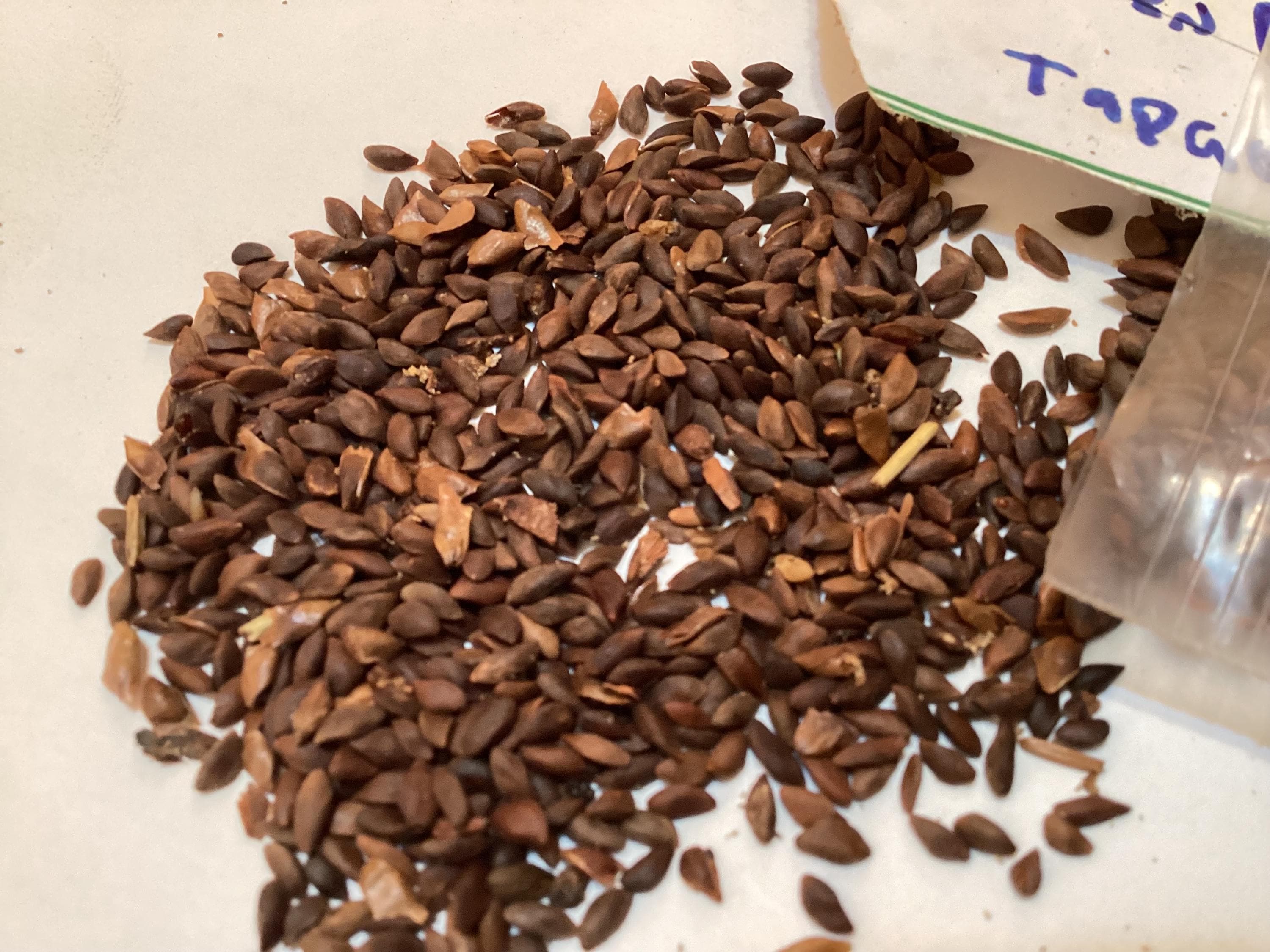 Green Dragon Spruce Tree Seeds (PICEA RETROFLEXA) (brush Needle