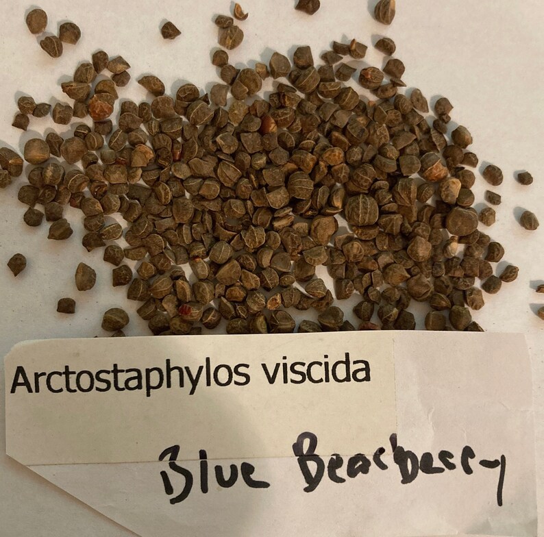 Blue Bearberry Shrub Seeds (ARCTOSTAPHYLOS VISCIDA) - Etsy