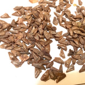 Giant Fir Tree Seeds (ABIES GRANDIS Inland Ecotype) (Clearwater Grand Fir)