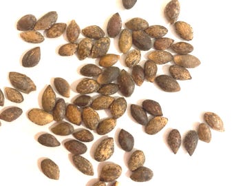 Heldreich Pine Tree Seeds (PINUS HELDREICHII var LEUCODERMIS) (Bosnian Pine)
