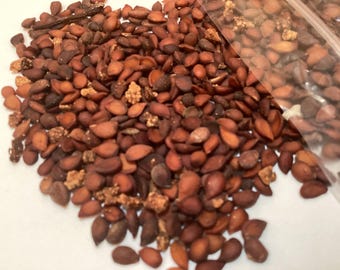 Common Pear Tree Seeds (PYRUS COMMUNIS) (Domestic Pear)