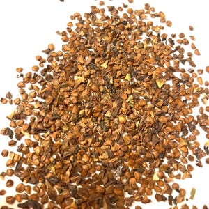 Hazel Alder Tree Seeds (ALNUS SERRULATA) - Etsy