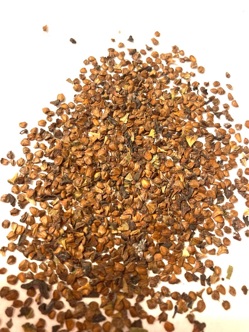 Hazel Alder Tree Seeds (ALNUS SERRULATA) - Etsy