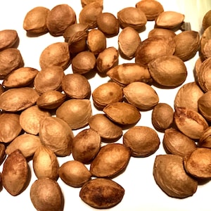 American Plum Tree Seeds (PRUNUS AMERICANA) (Common Plum) (New 2025 Supply)