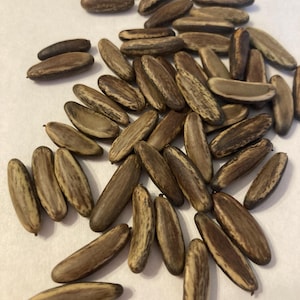 Flamboyant Tree Seeds (DELONIX REGIA) ( Flame Tree, Royal Poinciana)