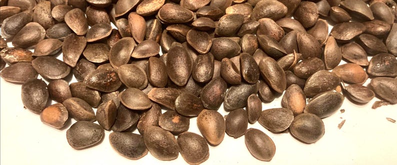 TreeSeedMan Southwestern White Pine Tree Seeds - Thumbnail 2