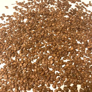 Siberian Alder Tree Seeds (ALNUS HIRSUTA)(Manchurian Alder)