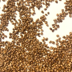 May include: A large collection of small, teardrop-shaped brown seeds scattered across the frame. Each individual seed features a smooth, glossy texture with varying shades of tan and dark brown, showing a pointed tip and a rounded base.