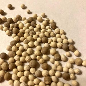 May include: A close-up of a large quantity of small, round, beige seeds. The seeds are scattered on a white surface.