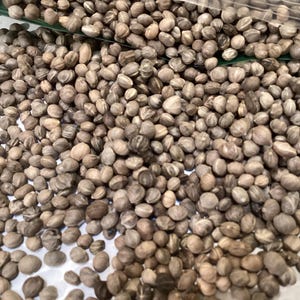 Red Osier Dogwood Tree Seeds (CORNUS STOLONIFERA)