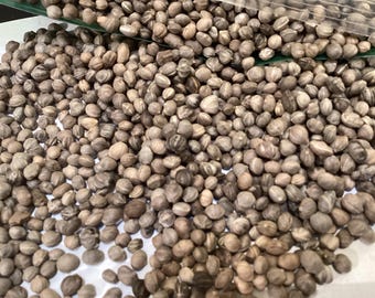 Red Osier Dogwood Tree Seeds (CORNUS STOLONIFERA)