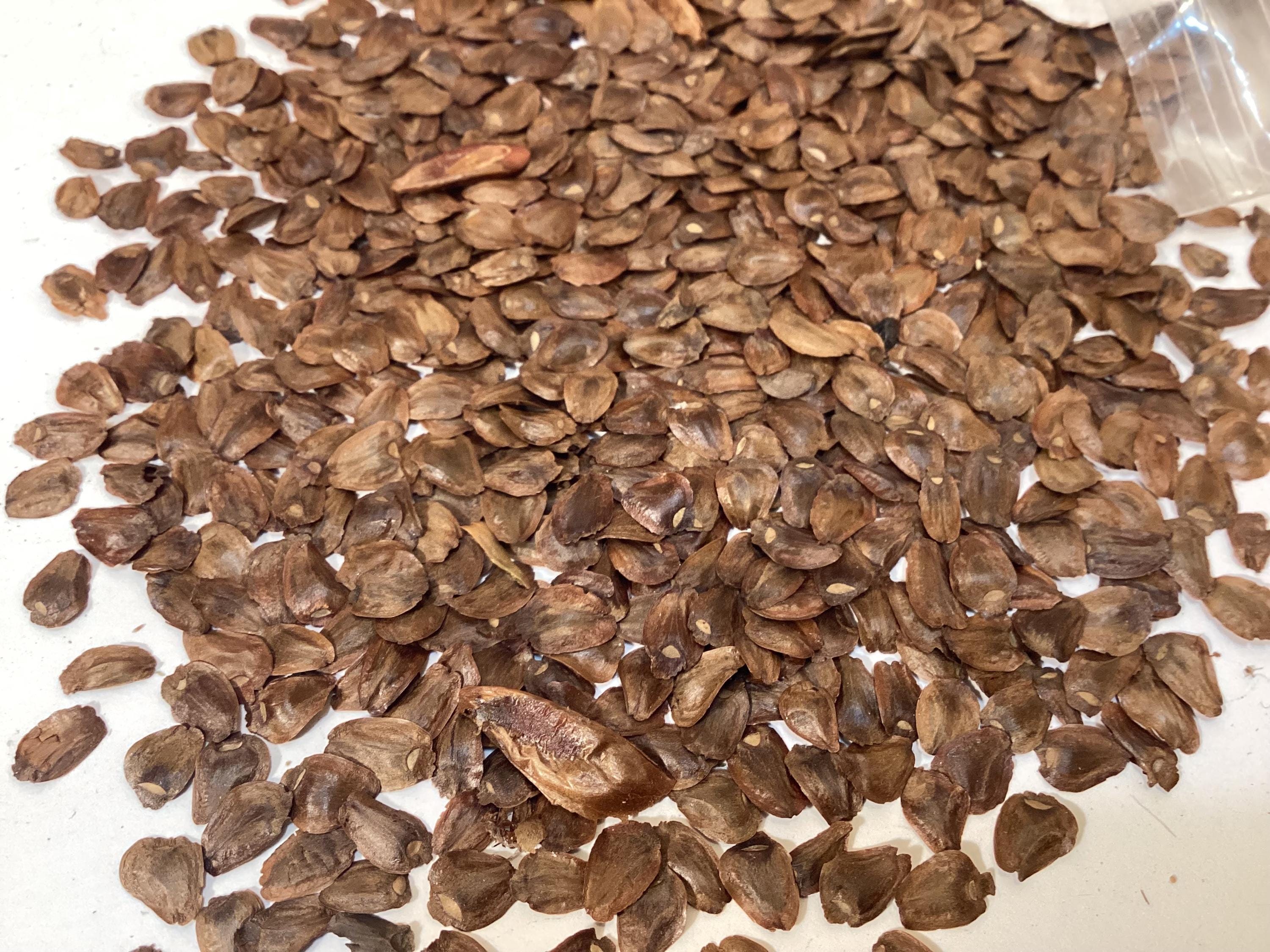 China Fir Tree Seeds (CUNINGHAMIA LANCEOLATA) (chinese Cunningham