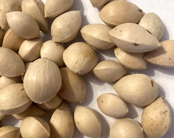Ginkgo Tree Seeds (GINKGO BILOBA) (Maidenhair Tree)
