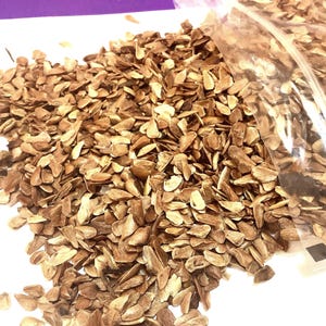 Chinese Mahogany Tree Seeds (TOONA SINENSIS)(Chinese Toon)(Red Toon)