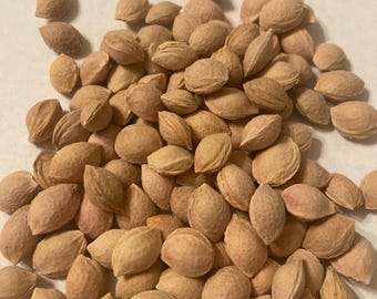 Wild Goose Plum Tree Seeds (PRUNUS HORTULANA) (Hortulan Plum)