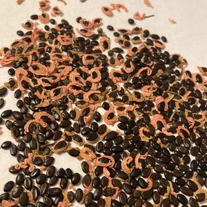 Blackwood Acacia Tree Seeds (ACACIA MELANOXYLON) (Sally Wattle, Black Acacia)
