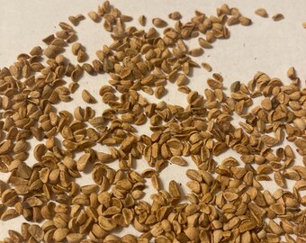 Washington Thorn Tree Seeds (CRATAEGUS  PHAENOPYRUM) (Thornapple)