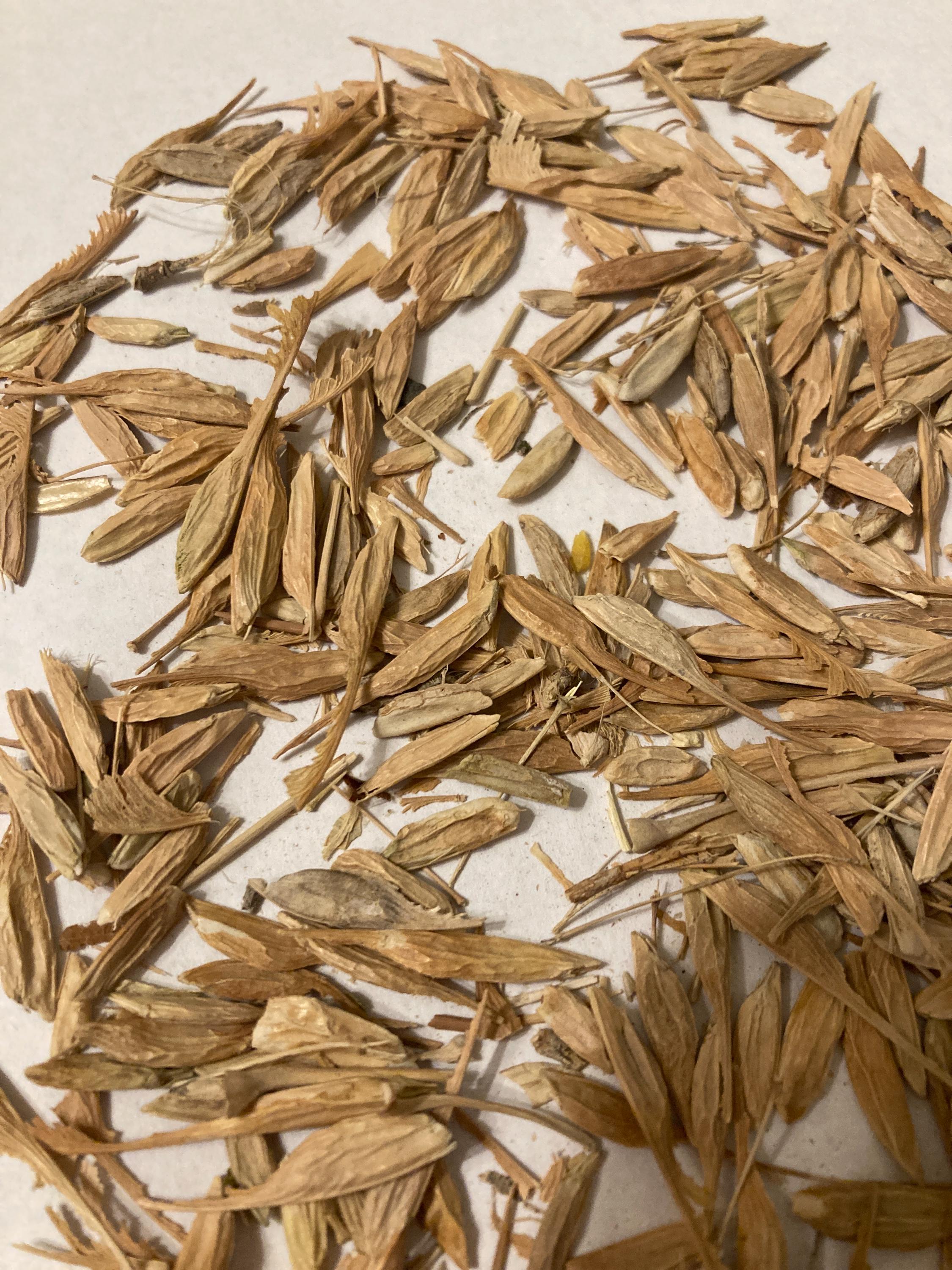 Boxelder Tree Seeds (ACER NEGUNDO Dewinged)(box Elder)(ash-leaved Maple ...