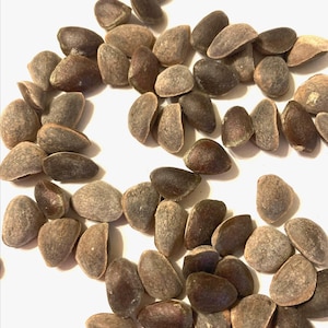 Sugar Pine Tree Seeds (PINUS LAMBERTIANA) (Giant Pine)