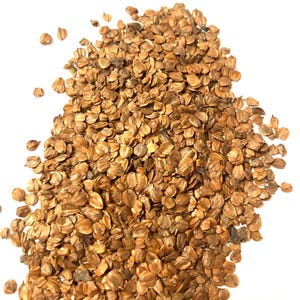 Himalayan Alder Tree Seeds (ALNUS NITIDA)