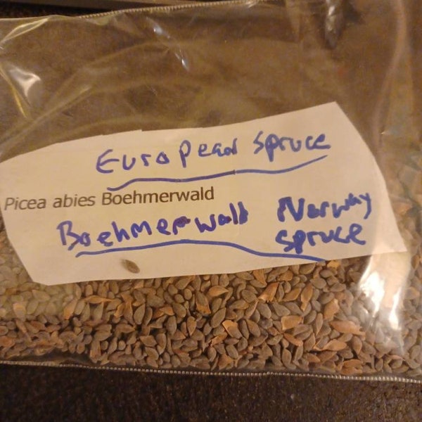 European Spruce Tree Seeds (PICEA ABIES BOEHMERWALD) (Boehmerwald Norway Spruce)