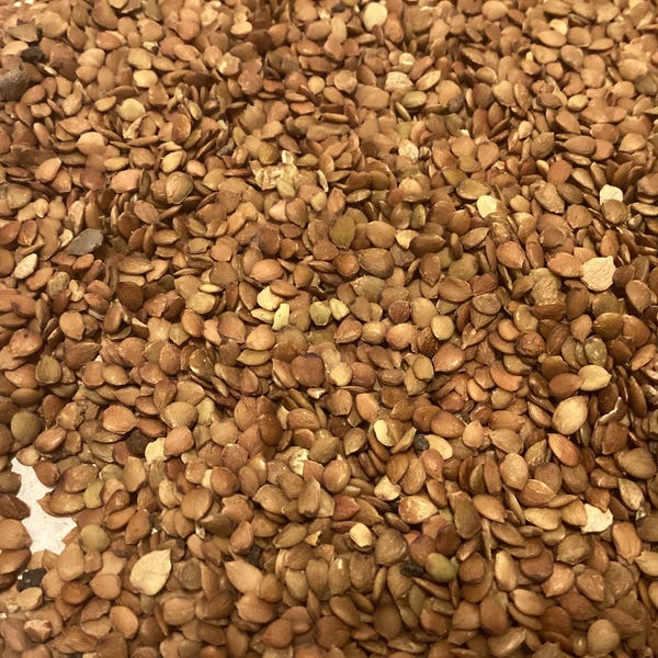 American Elm Tree Seeds (ULMUS Americana)