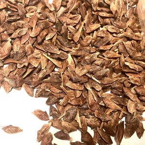 May include: A pile of brown maple seeds, also known as samaras, on a white surface. The seeds are winged and have a papery texture.