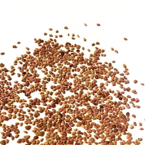 Blackcap Raspberry Seeds (RUBUS OCCIDENTALIS) (Thimbleberry) (Black Raspberry)