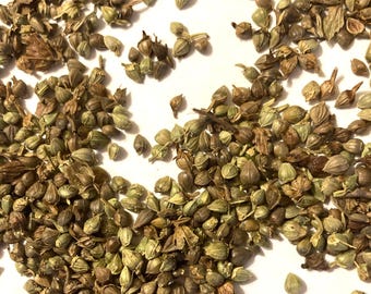 Musclewood Tree Seeds (CARPINUS CAROLINIANA) (American Hornbeam) (Ironwood)