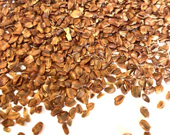 Coast Redwood Tree Seeds  (SEQUOIA SEMPERVIRENS) (Redwood)(California Redwood)