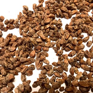 Common Juniper Tree Seeds (JUNIPERUS COMMUNIS)