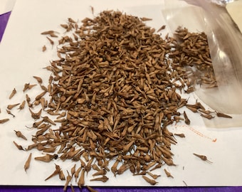 Western Sycamore Tree Seeds (PLATANUS RACEMOSA)(California Plane Tree)