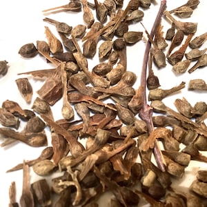 Japanese Maple Tree Seeds (ACER PALMATUM) (Small Seeded)
