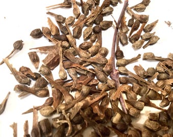 Japanese Maple Tree Seeds (ACER PALMATUM) (Small Seeded)