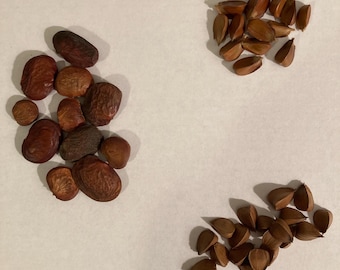 3 types of BEECH TREE SEEDS  (per order randomly chosen)