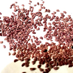 May include: A large collection of small, crescent-shaped seeds with a dusty, muted reddish-purple hue. The seeds are scattered across the frame, displaying a textured, slightly wrinkled surface and a consistent, uniform size throughout the group.