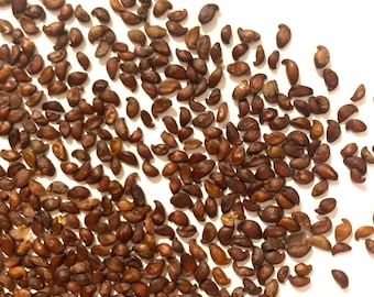 May include: A large collection of small, crescent-shaped brown seeds scattered across a plain white surface. Each individual seed features a smooth, hard outer shell with a distinct curved form, varying slightly in size and shade of brown.