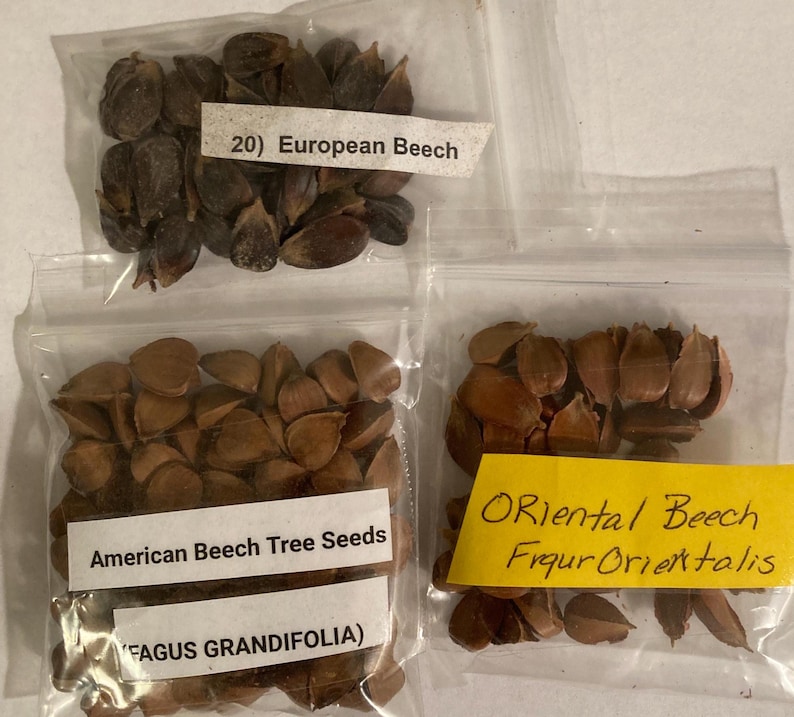 3 Types of BEECH TREE SEEDS (per Order Randomly Chosen) - Etsy