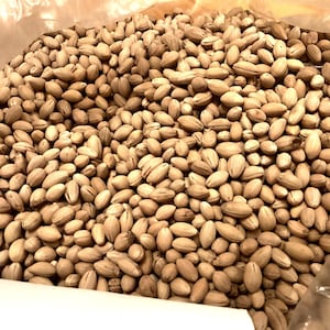 Flowering Dogwood Tree Seeds (CORNUS FLORIDA NORTHERN)