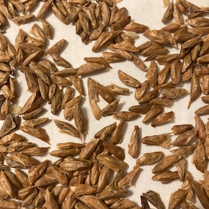 Noble Fir Tree Seeds (ABIES PROCERA)