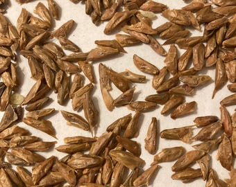 Noble Fir Tree Seeds (ABIES PROCERA)